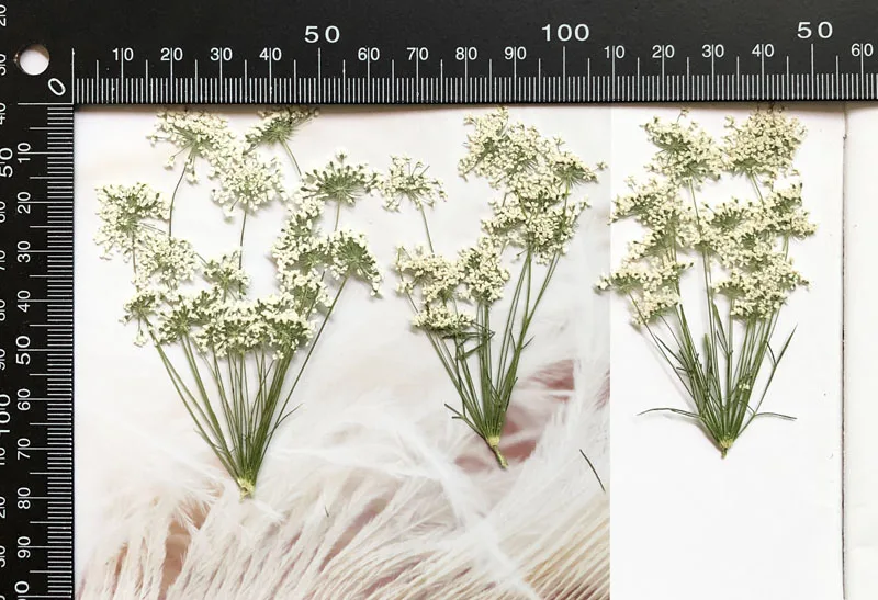 5-7cm/12pcs,Snow Tiny Flowers  - Craft Embellishment reseña y precio